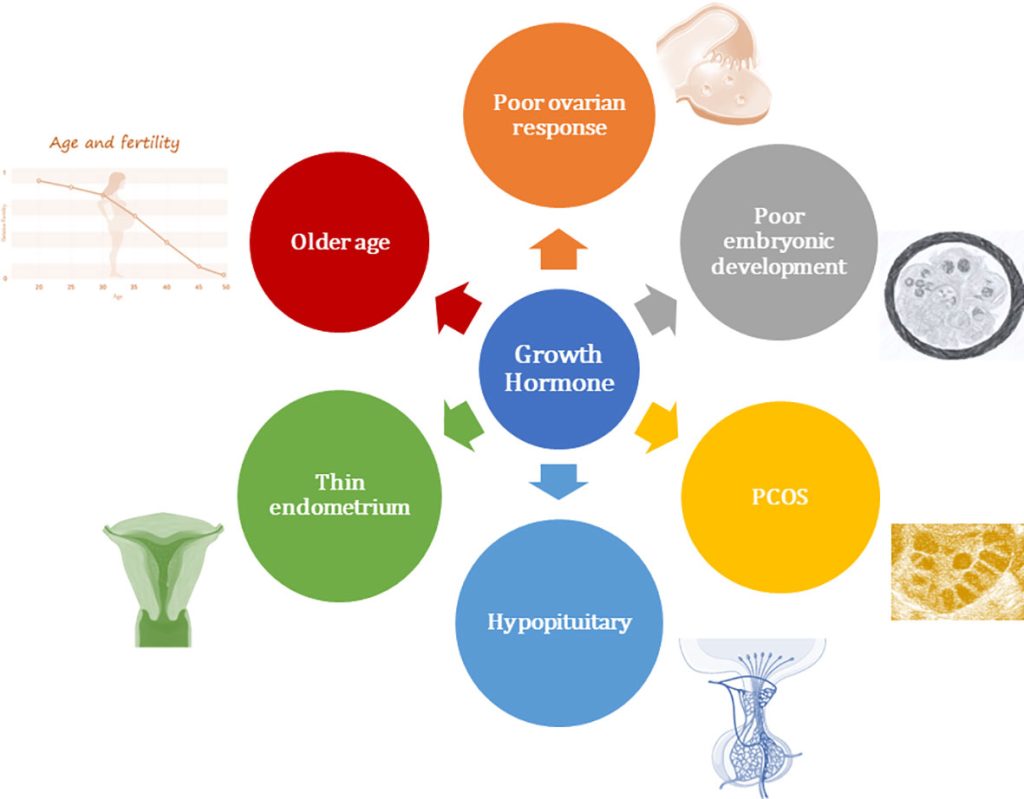 HGH For Fertility